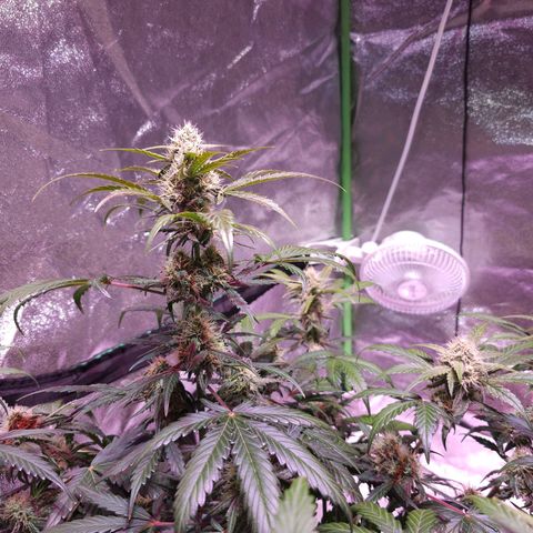 Forum Stomper growlog timeline photo