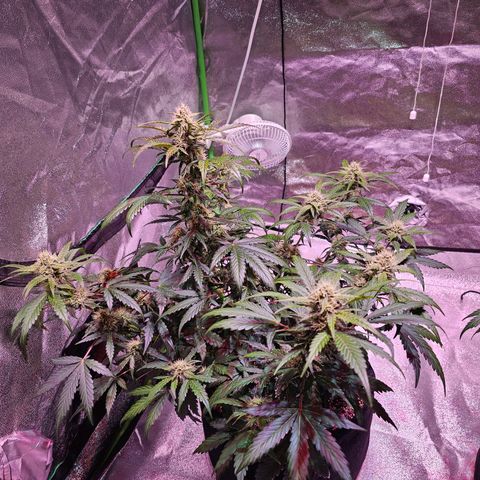 Forum Stomper growlog timeline photo