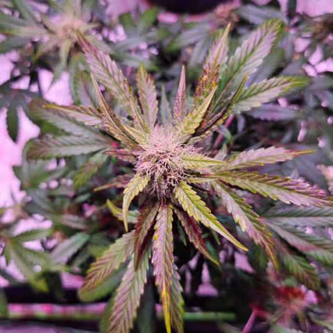 Forum Stomper growlog photo: Progression of the purple