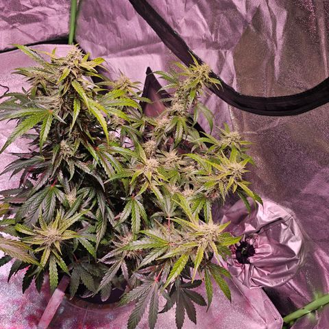 Illuminato #57 - Blood Orange Haze growlog timeline photo