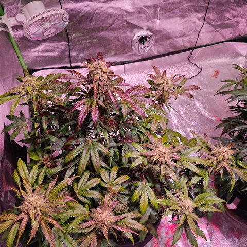 Forum Stomper growlog timeline photo