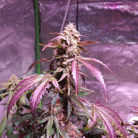 Forum Stomper growlog timeline photo