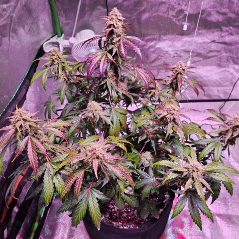 Forum Stomper growlog timeline photo