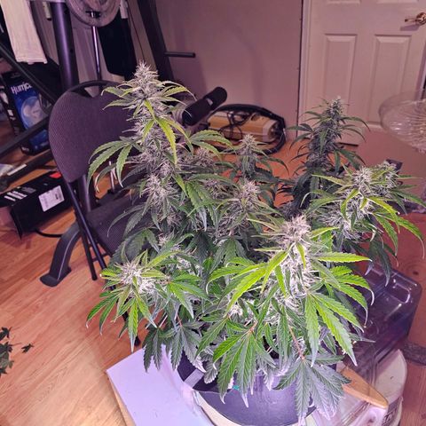 Illuminato #57 - Blood Orange Haze growlog timeline photo