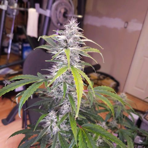 Illuminato #57 - Blood Orange Haze growlog timeline photo