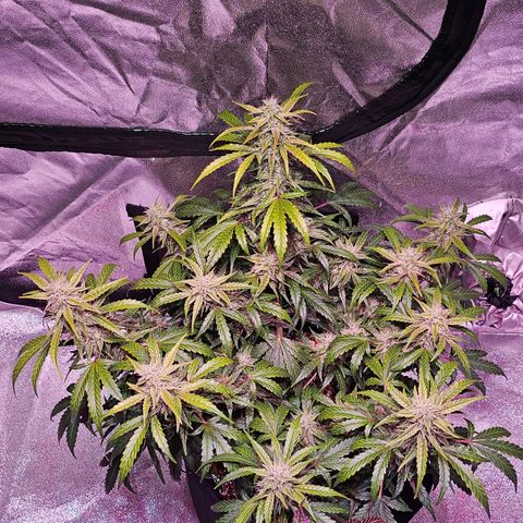 Illuminato #57 - Blood Orange Haze growlog timeline photo