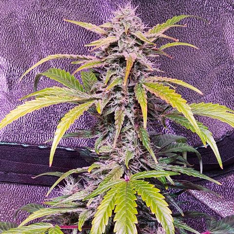 Illuminato #57 - Blood Orange Haze growlog timeline photo