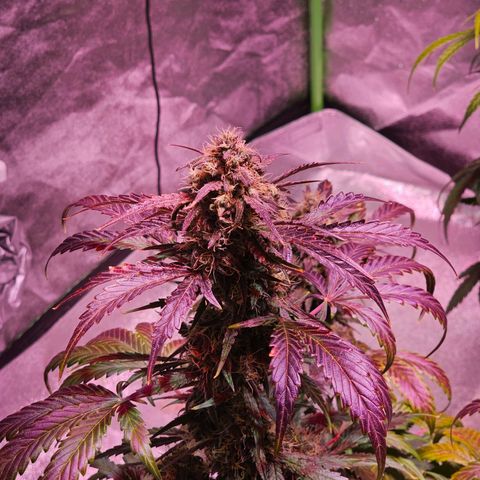 Forum Stomper growlog timeline photo