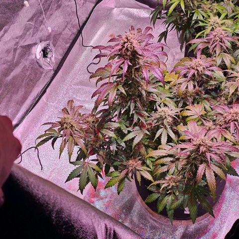 Forum Stomper growlog timeline photo
