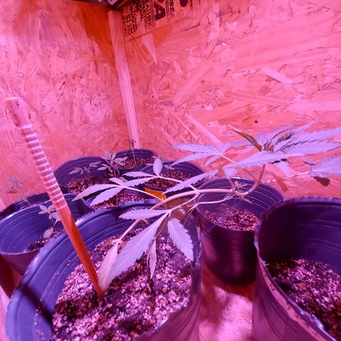 Gelato choco growlog timeline photo