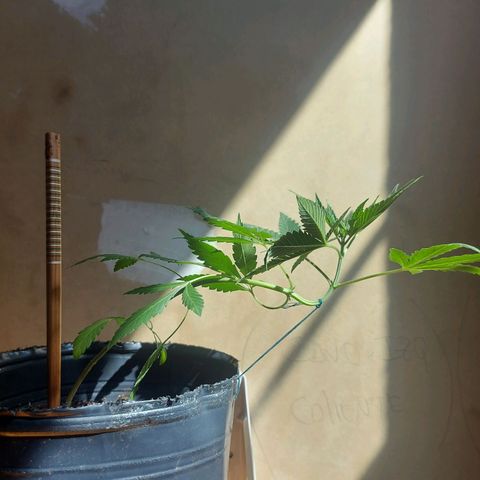 Gelato choco growlog photo: Antes y después de Poda Apical