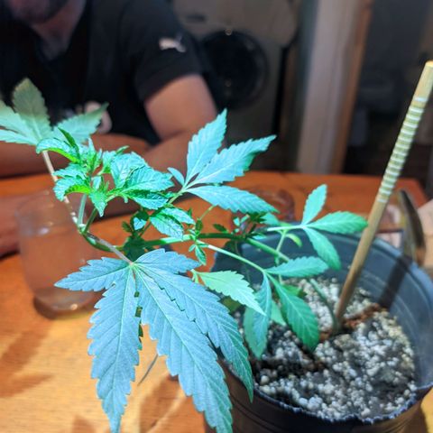 Gelato choco growlog timeline photo