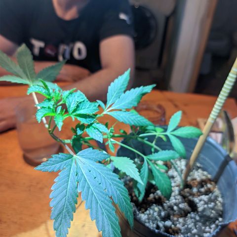 Gelato choco growlog timeline photo