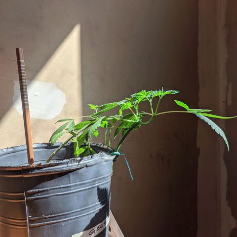 Gelato choco growlog timeline photo