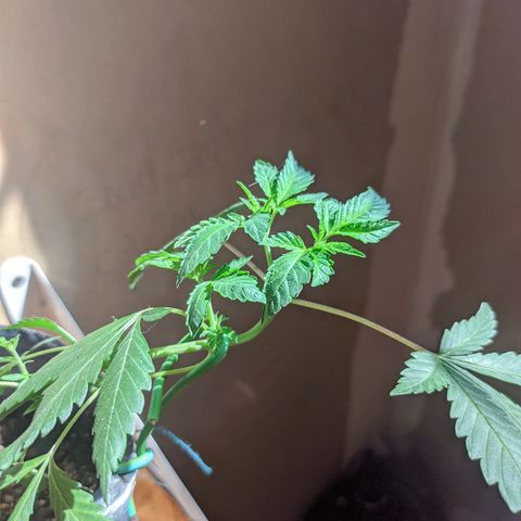 Gelato choco growlog timeline photo