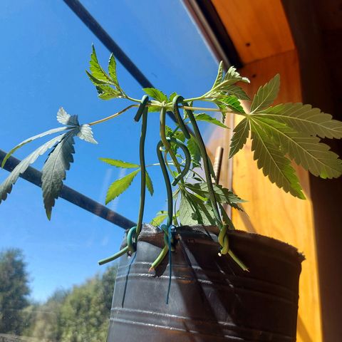Gelato choco growlog photo: L.S.T