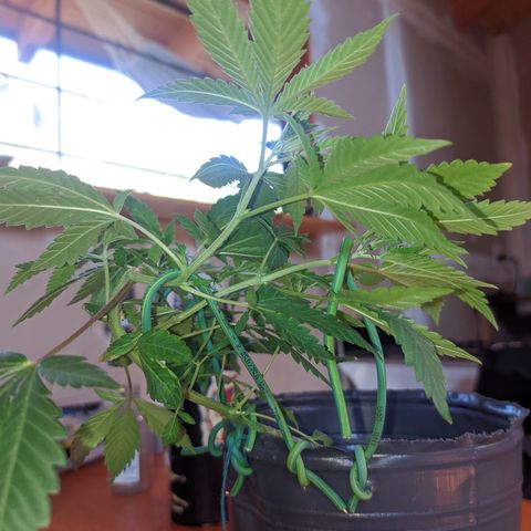 Gelato choco growlog timeline photo