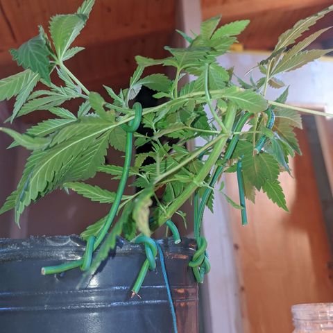 Gelato choco growlog timeline photo