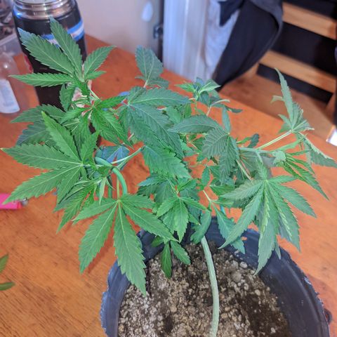 Gelato choco growlog timeline photo