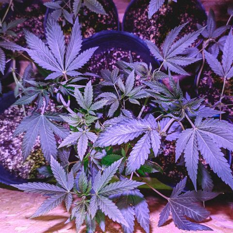 Gelato choco growlog timeline photo