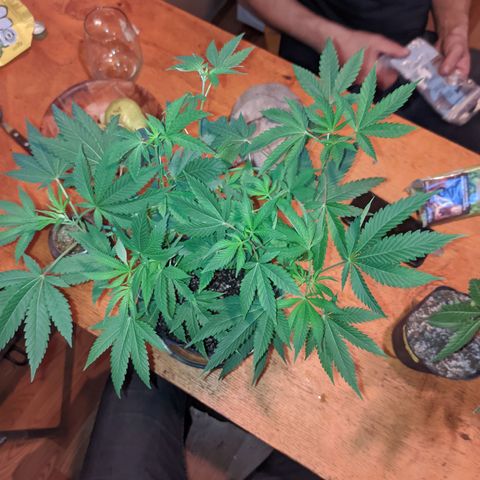 Gelato choco growlog timeline photo
