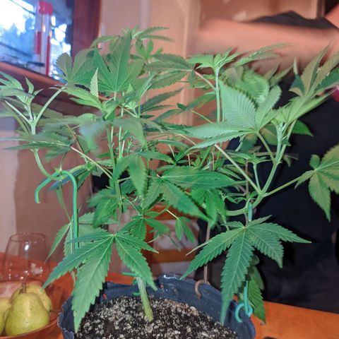 Gelato choco growlog timeline photo