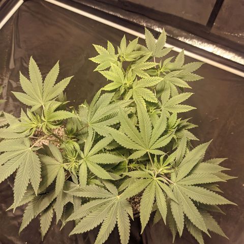 Gelato choco growlog photo: Ta linda la beba 