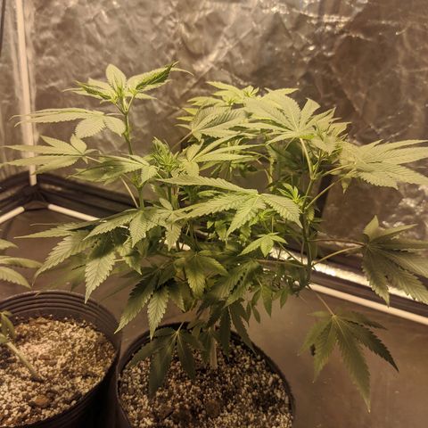 Gelato choco growlog photo: Ta linda la beba 
