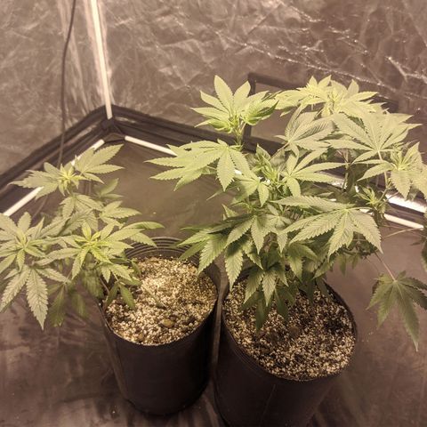 Gelato choco growlog photo: Ta linda la beba 