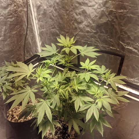 Gelato choco growlog timeline photo