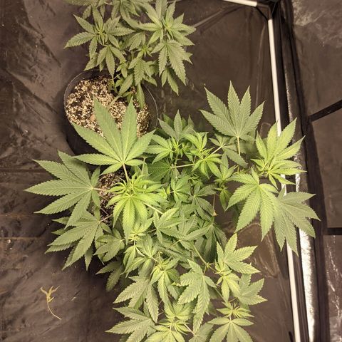 Gelato choco growlog timeline photo