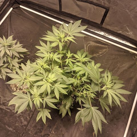 Gelato choco growlog timeline photo