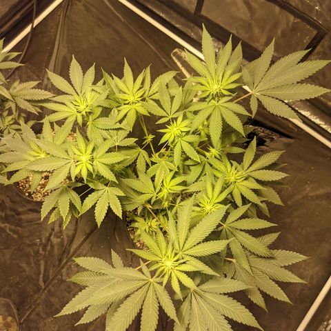 Gelato choco growlog photo: Post defoliacion, falta poda de bajos 