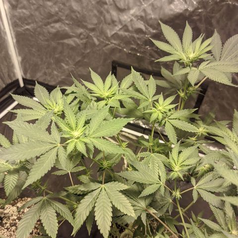 Gelato choco growlog photo: Post defoliacion, falta poda de bajos 