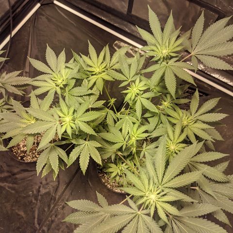Gelato choco growlog photo: Post defoliacion, falta poda de bajos 