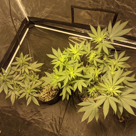 Gelato choco growlog photo: Van creciendo 