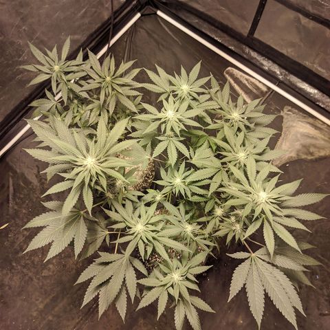 Gelato choco growlog timeline photo