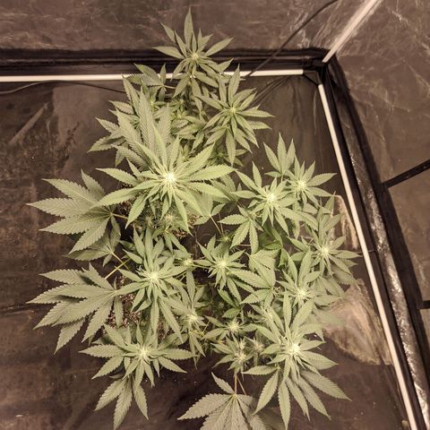 Gelato choco growlog timeline photo