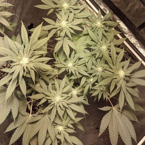 Gelato choco growlog timeline photo