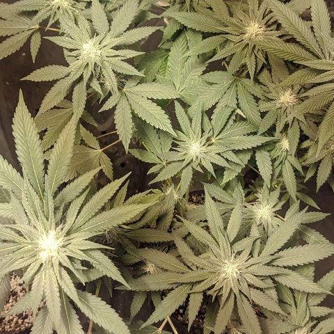 Gelato choco growlog timeline photo