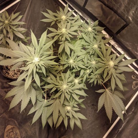 Gelato choco growlog timeline photo