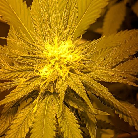 Gelato choco growlog timeline photo