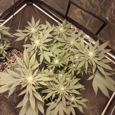 Gelato choco growlog timeline photo