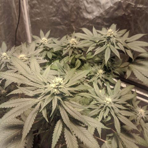 Gelato choco growlog timeline photo