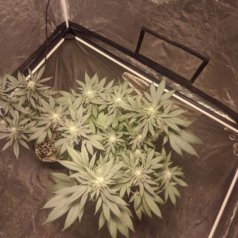 Gelato choco growlog timeline photo