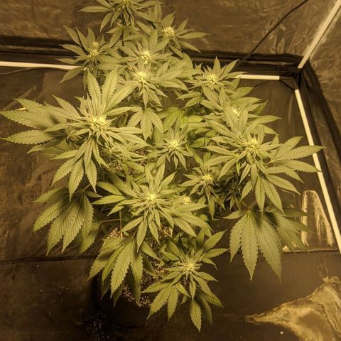 Gelato choco growlog timeline photo