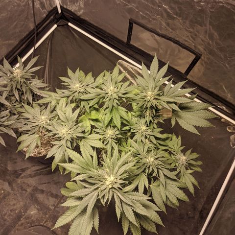 Gelato choco growlog timeline photo