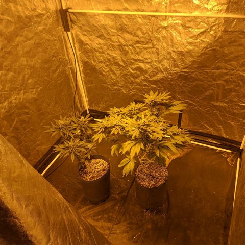 Gelato choco growlog timeline photo