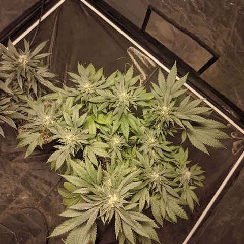 Gelato choco growlog timeline photo