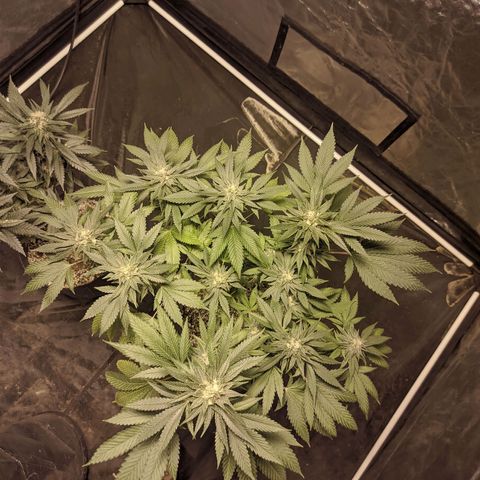 Gelato choco growlog timeline photo